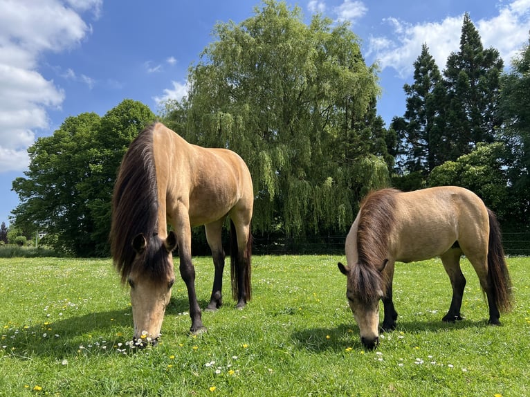 Other Breeds Mare 18 years 14.2 hh Buckskin in Zwaag
