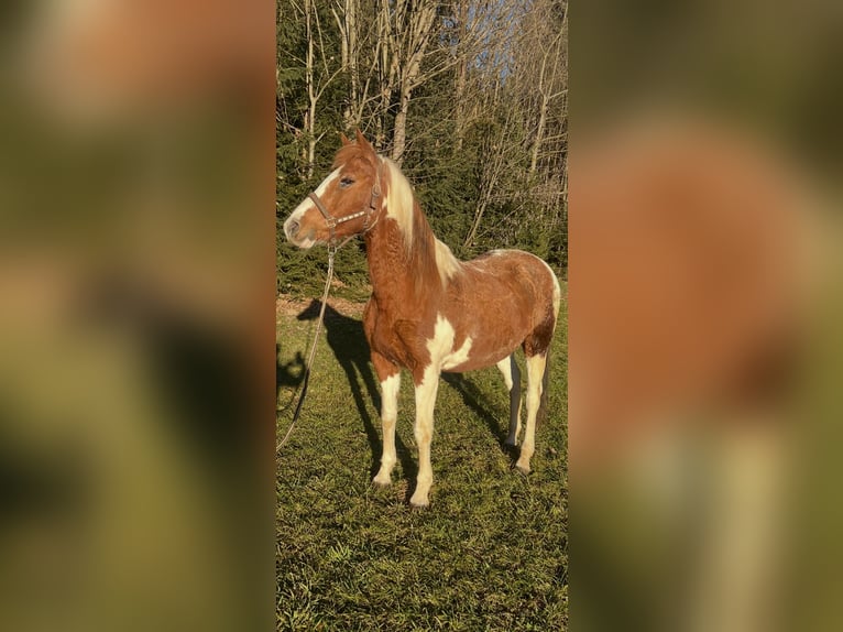 Other Breeds Mare 18 years 14,1 hh Pinto in Itter