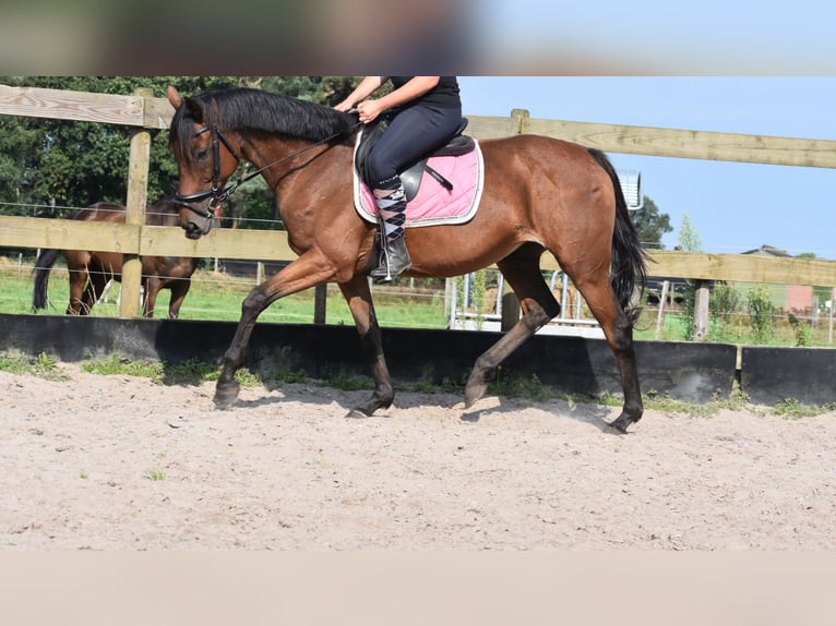 Other Breeds Mare 18 years 15,2 hh Bay in Achtmaal