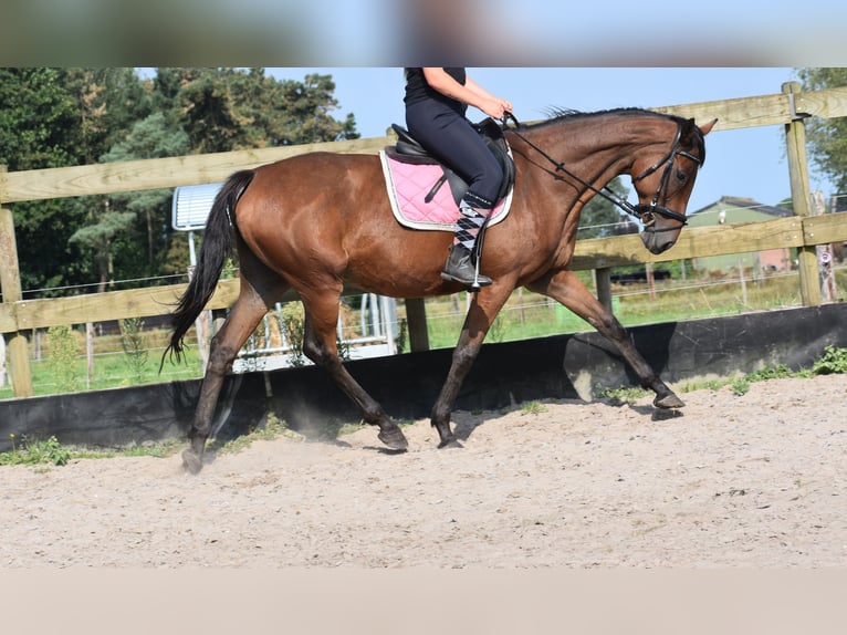 Other Breeds Mare 18 years 15,2 hh Bay in Achtmaal