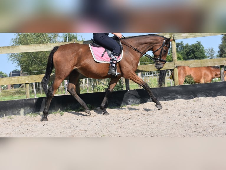 Other Breeds Mare 18 years 15,2 hh Bay in Achtmaal