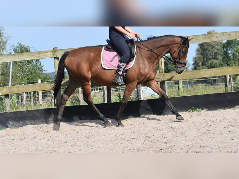 Other Breeds Mare 18 years 15,2 hh Brown in Achtmaal