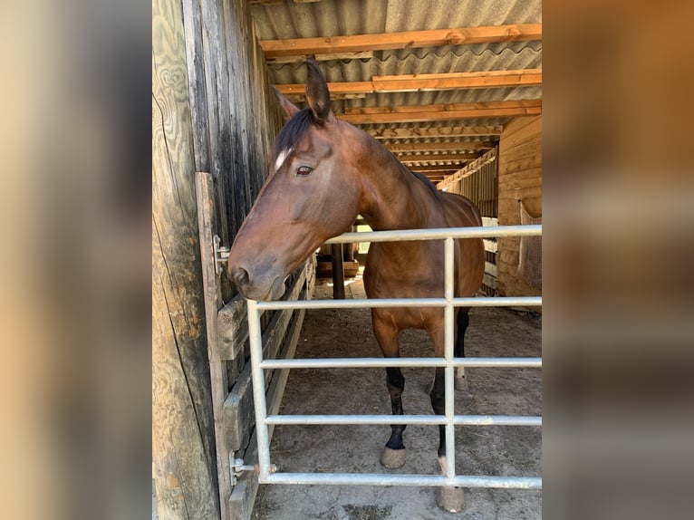 Other Breeds Mare 18 years 15.2 hh Brown in Strengberg