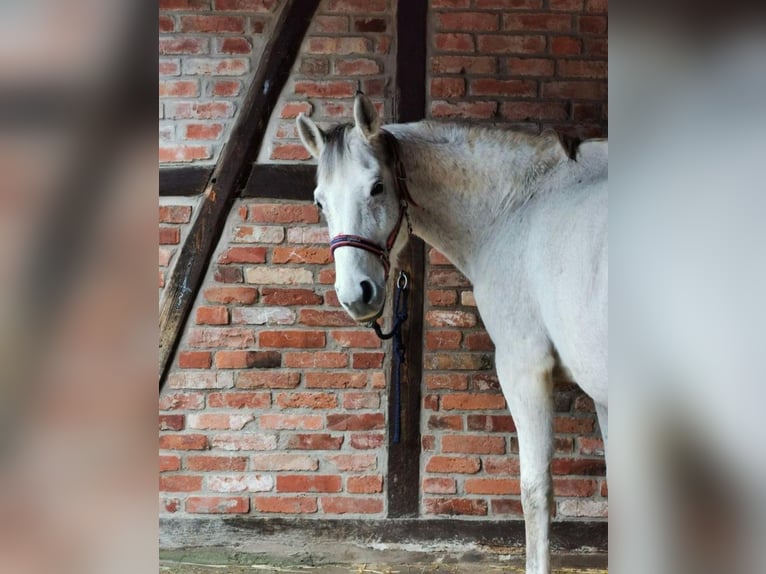 Other Breeds Mare 18 years 15,2 hh in Brakel