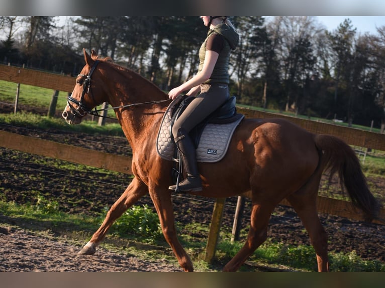 Other Breeds Mare 18 years 15,2 hh Chestnut-Red in Achtmaal