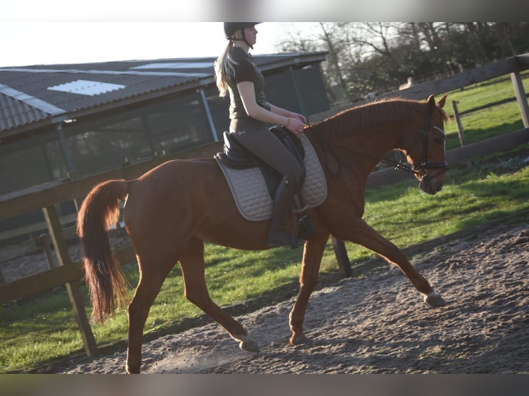Other Breeds Mare 18 years 15,2 hh Chestnut-Red in Achtmaal