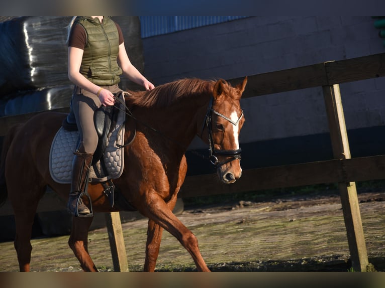 Other Breeds Mare 18 years 15,2 hh Chestnut-Red in Achtmaal