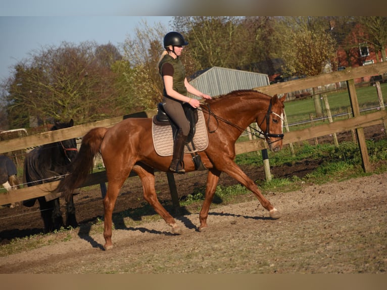 Other Breeds Mare 18 years 15,2 hh Chestnut-Red in Achtmaal