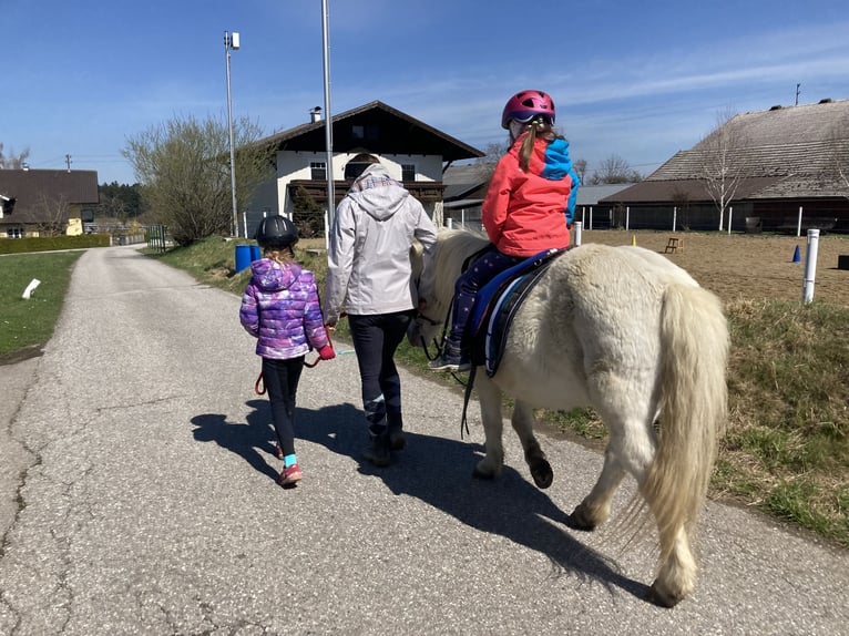 Other Breeds Mix Mare 19 years 11,2 hh Grey in Stra&#xDF;walchen