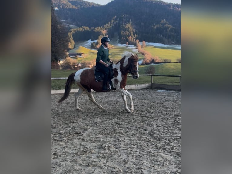 Other Breeds Mare 19 years 14,1 hh Pinto in Itter