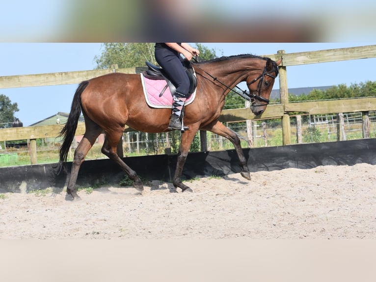 Other Breeds Mare 19 years 15,2 hh Brown in Achtmaal