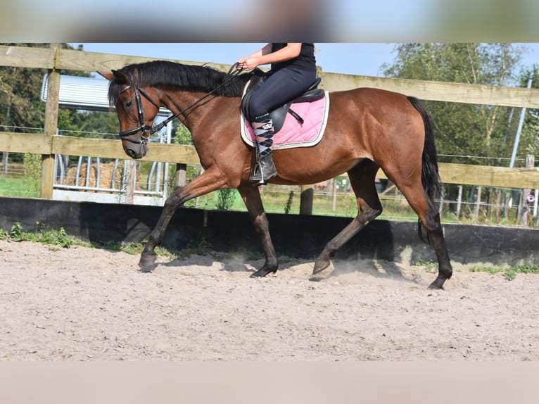 Other Breeds Mare 19 years 15,2 hh Brown in Achtmaal