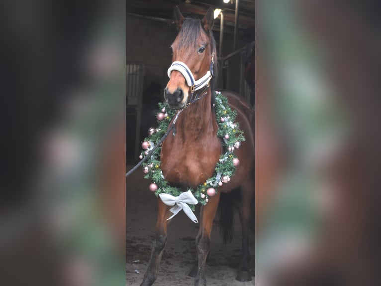 Other Breeds Mare 19 years 15,2 hh Brown in Achtmaal