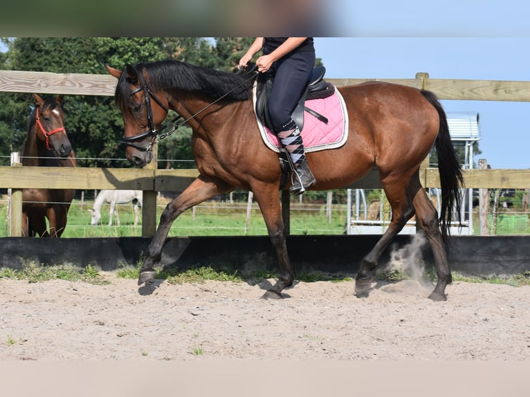 Other Breeds Mare 19 years 15,2 hh Brown in Achtmaal