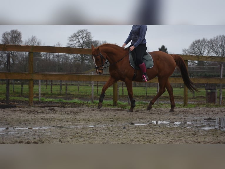 Other Breeds Mare 19 years 15.2 hh Chestnut-Red in Achtmaal