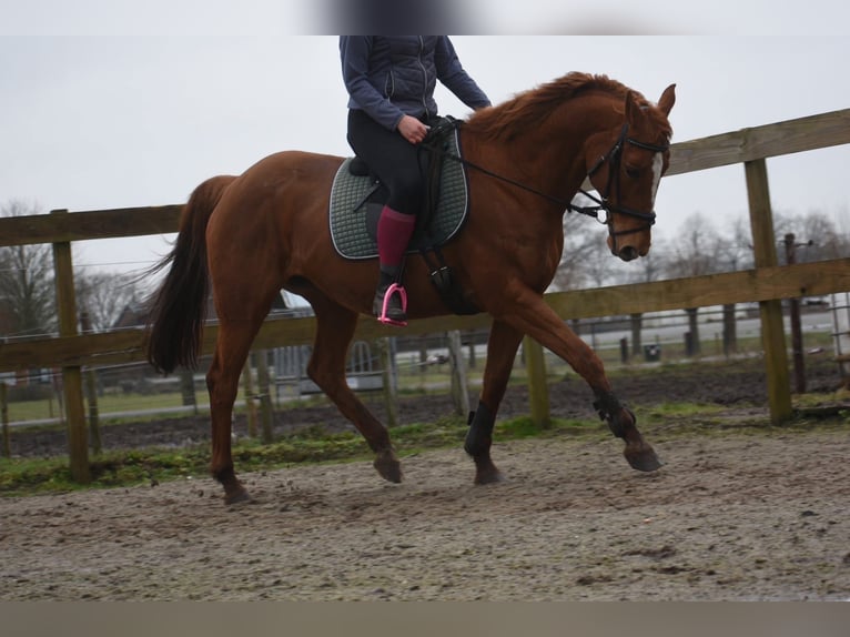 Other Breeds Mare 19 years 15.2 hh Chestnut-Red in Achtmaal