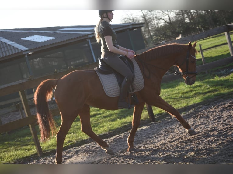 Other Breeds Mare 19 years 15,2 hh Chestnut-Red in Achtmaal