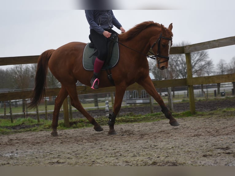 Other Breeds Mare 19 years 15.2 hh Chestnut-Red in Achtmaal