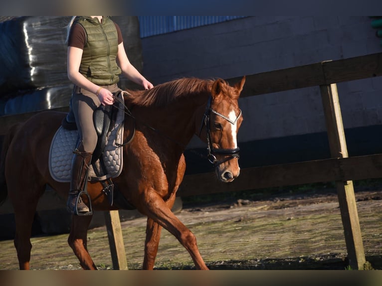 Other Breeds Mare 19 years 15.3 hh Chestnut-Red in Achtmaal