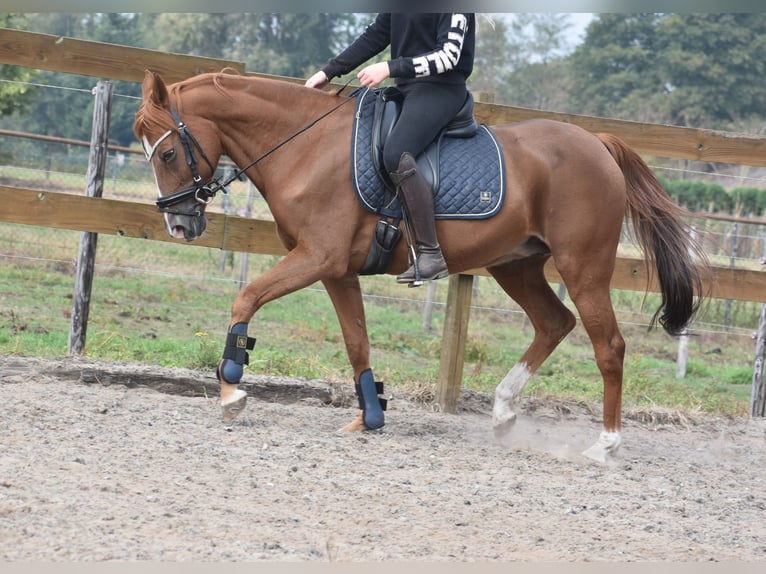 Other Breeds Mare 19 years 15 hh Chestnut-Red in Achtmaal