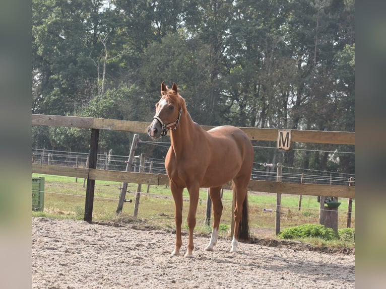 Other Breeds Mare 19 years 15 hh Chestnut-Red in Achtmaal