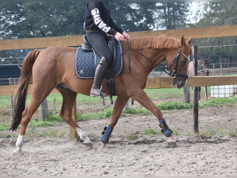 Other Breeds Mare 19 years 15 hh Chestnut-Red in Achtmaal