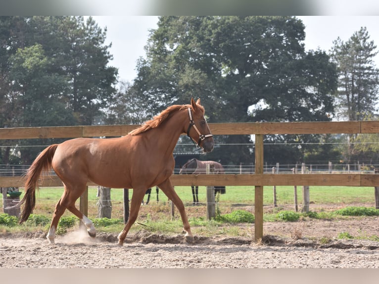 Other Breeds Mare 19 years 15 hh Chestnut-Red in Achtmaal