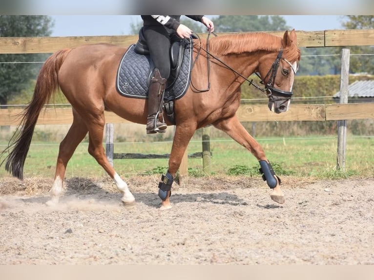 Other Breeds Mare 19 years 15 hh Chestnut-Red in Achtmaal