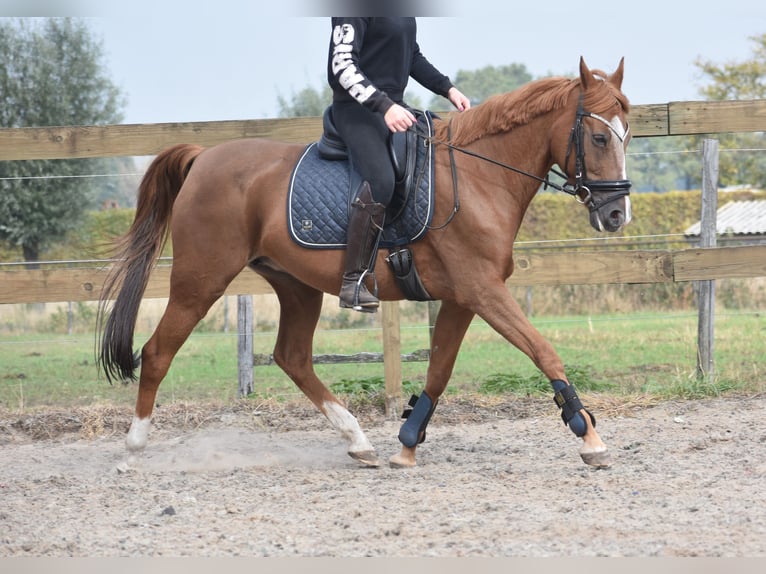 Other Breeds Mare 19 years 15 hh Chestnut-Red in Achtmaal