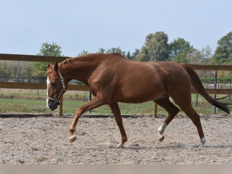 Other Breeds Mare 19 years 15 hh Chestnut-Red in Achtmaal