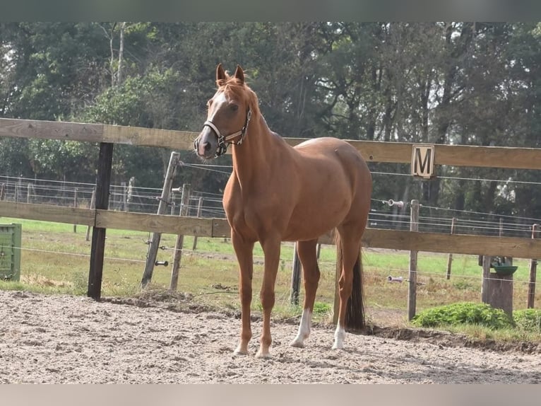 Other Breeds Mare 19 years 15 hh Chestnut-Red in Achtmaal