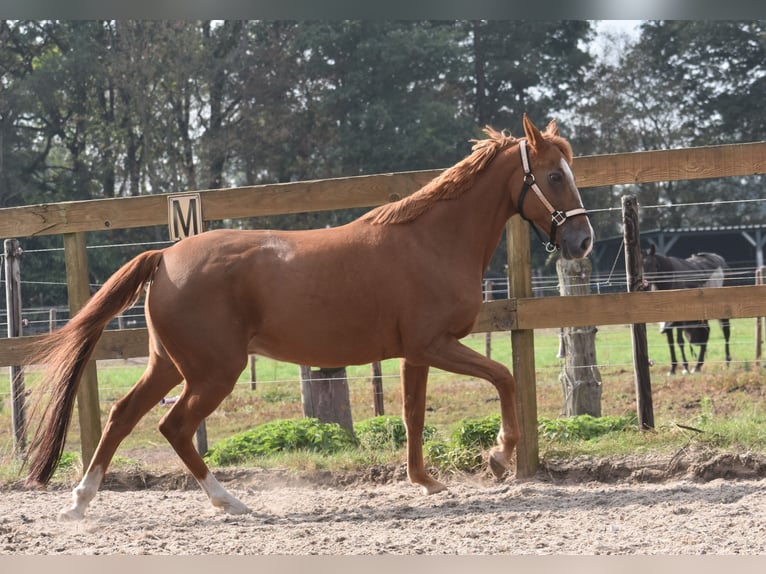 Other Breeds Mare 19 years 15 hh Chestnut-Red in Achtmaal