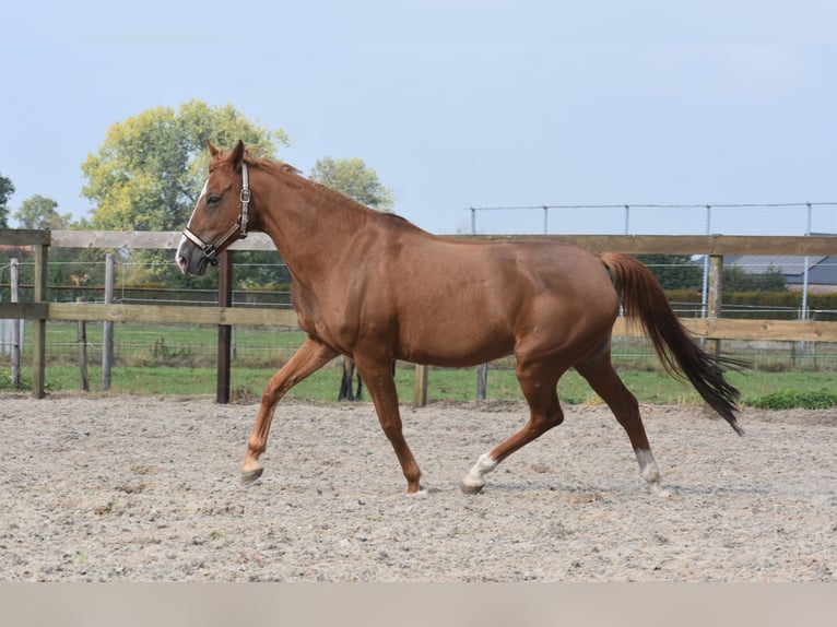 Other Breeds Mare 19 years 15 hh Chestnut-Red in Achtmaal