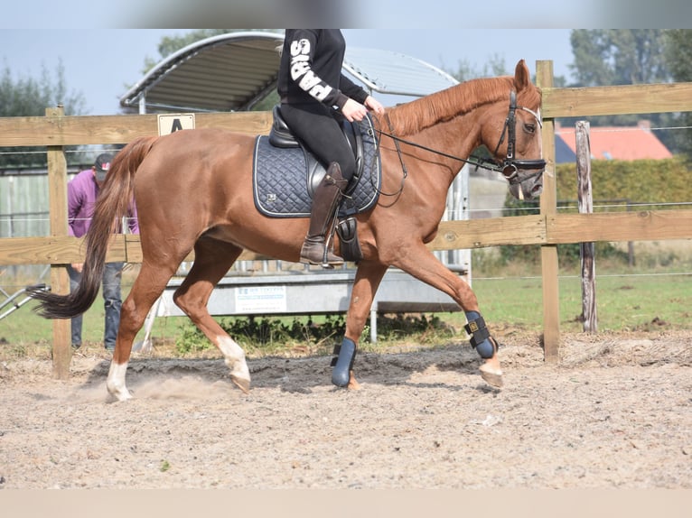 Other Breeds Mare 19 years 15 hh Chestnut-Red in Achtmaal