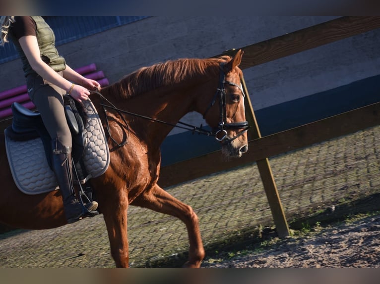 Other Breeds Mare 19 years 15,2 hh Chestnut-Red in Achtmaal