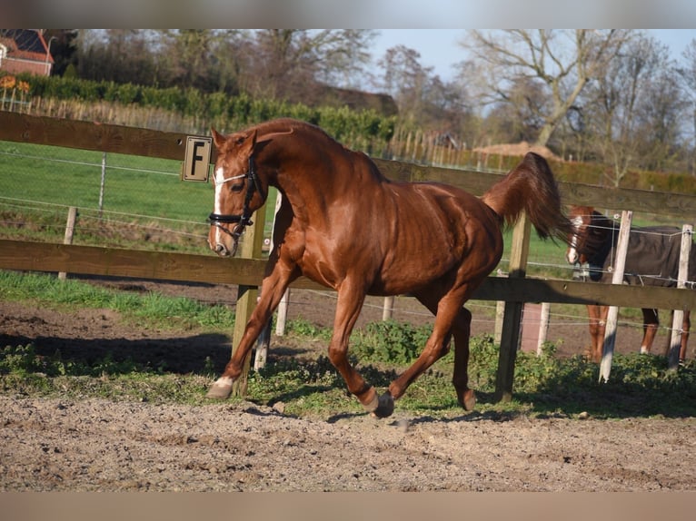 Other Breeds Mare 19 years 15,3 hh Chestnut-Red in Achtmaal