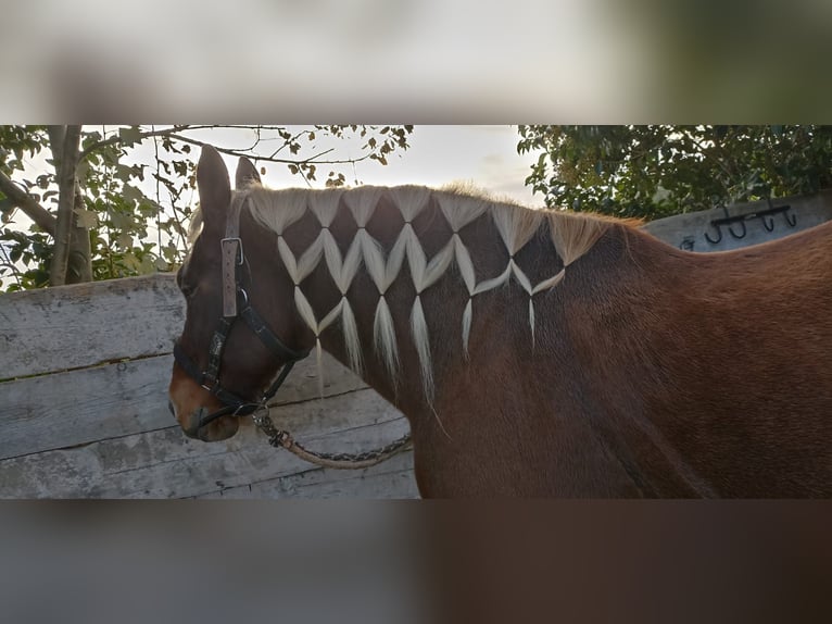 Other Breeds Mare 19 years 16,1 hh Chestnut-Red in Jenesien