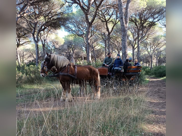Other Breeds Mare 19 years 16,1 hh Chestnut-Red in Jenesien