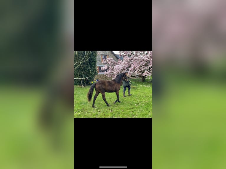Other Breeds Mare 1 year 10,2 hh Brown in Le bourgneuf la foret