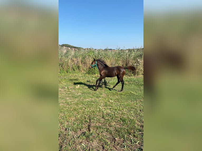 Other Breeds Mix Mare 1 year 13,2 hh Black in Tihany