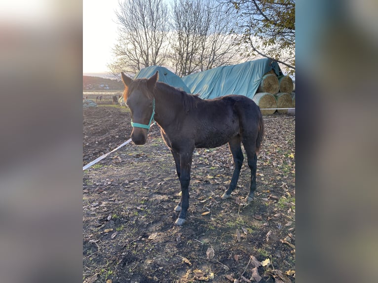 Other Breeds Mix Mare 1 year 13,2 hh Black in Tihany