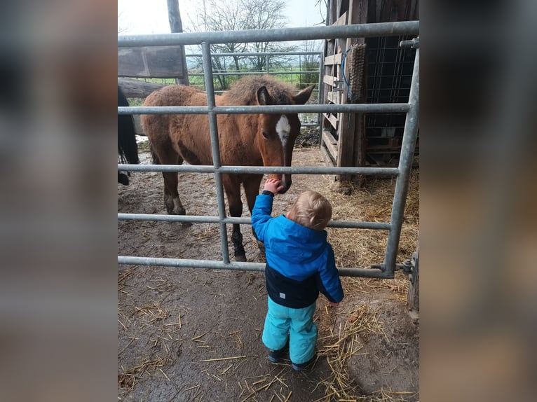 Other Breeds Mare 1 year 14,1 hh Brown in Oberschwarzach