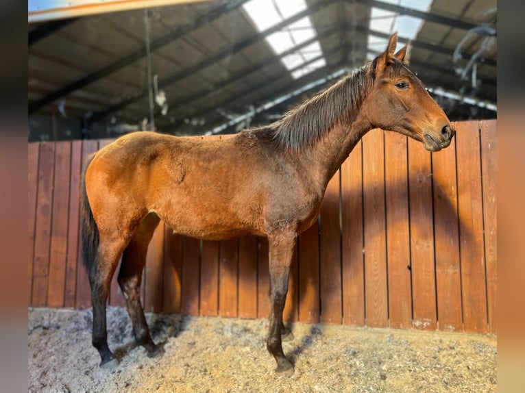 Other Breeds Mare 1 year 14,1 hh Brown in Pasvalys