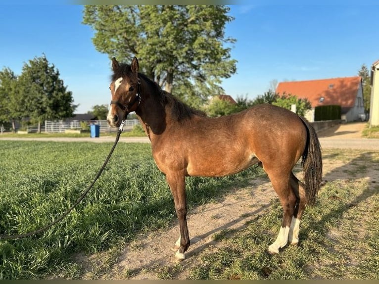 Other Breeds Mare 1 year 14,1 hh Can be white in Kubschütz