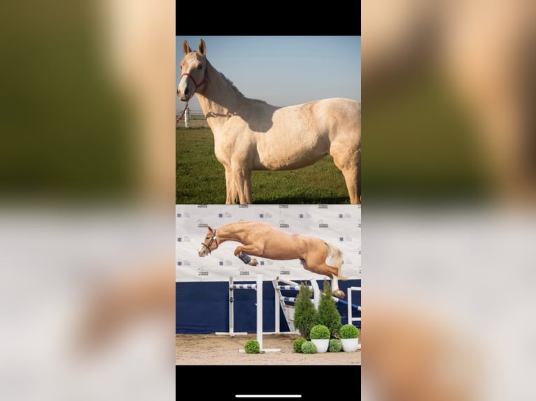 Other Breeds Mare 1 year 14,2 hh Palomino in Jank&#xF3;w Zale&#x15B;ny
