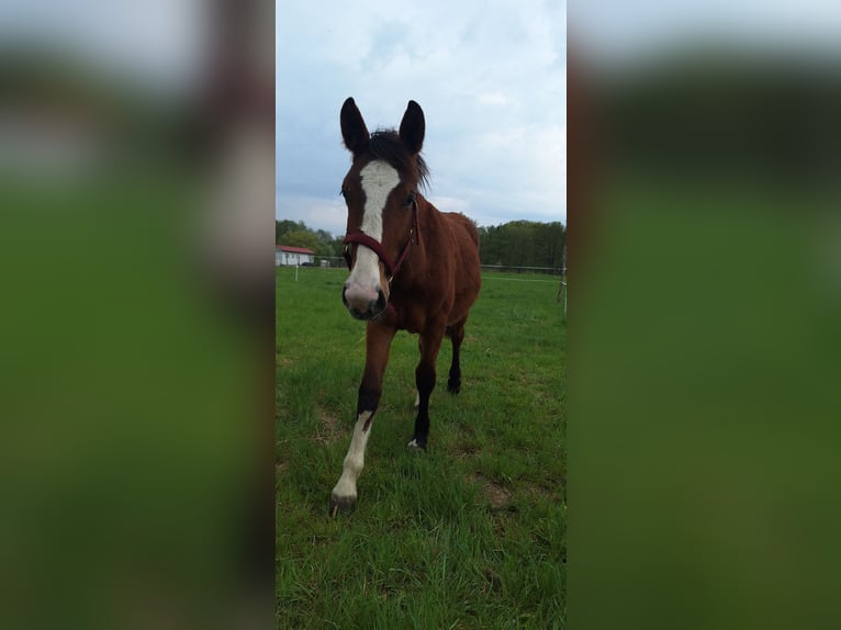 Other Breeds Mare 1 year 15,2 hh Brown in Torzym