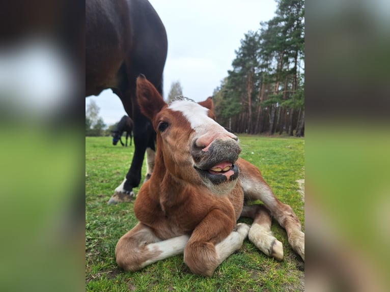 Other Breeds Mare 1 year 15,2 hh Brown in Torzym
