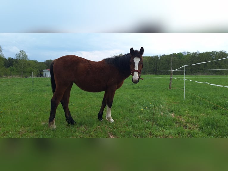 Other Breeds Mare 1 year 15,2 hh Brown in Torzym