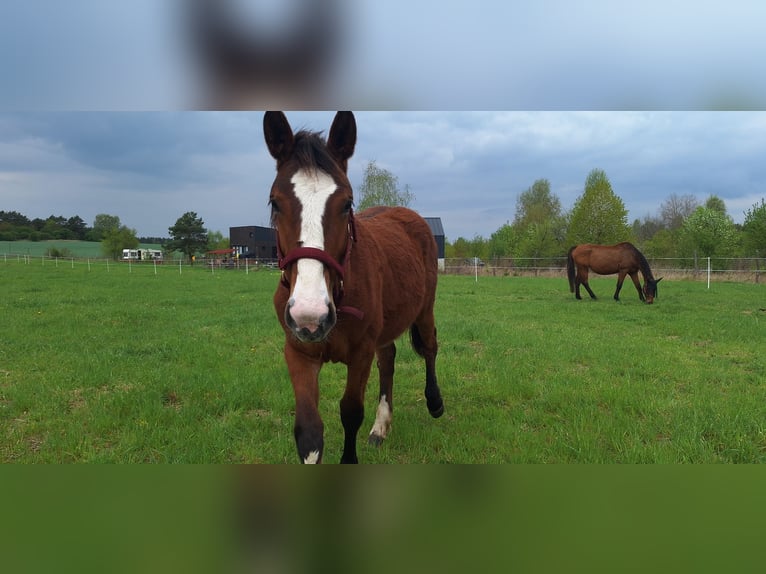 Other Breeds Mare 1 year 15,2 hh Brown in Torzym