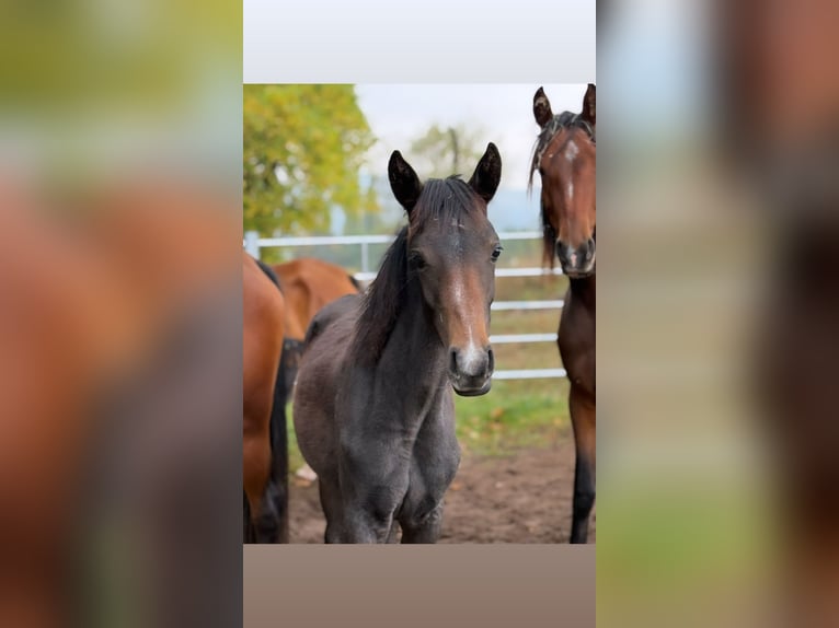 Other Breeds Mare 1 year 15,2 hh Can be white in Rotenburg an der Fulda